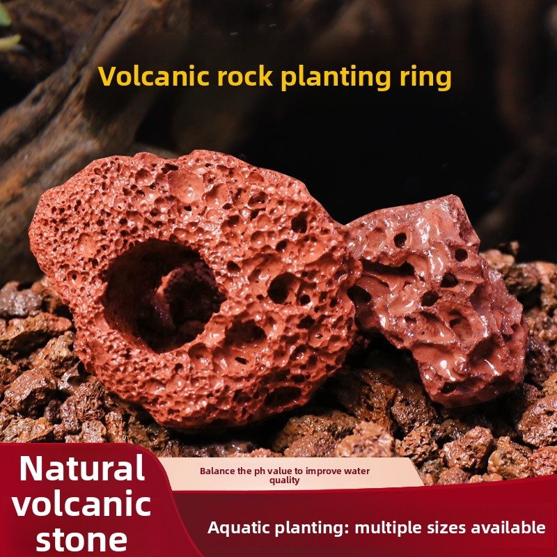 Planted Aquarium Carpet Plant - Red Lava Rock Planting Ring –