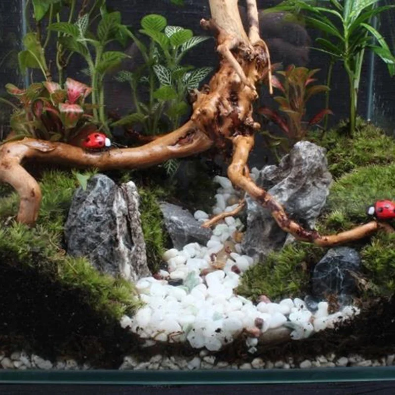 Natural Tree Trunk Driftwood A - Planted Aquarium Making recension och pris